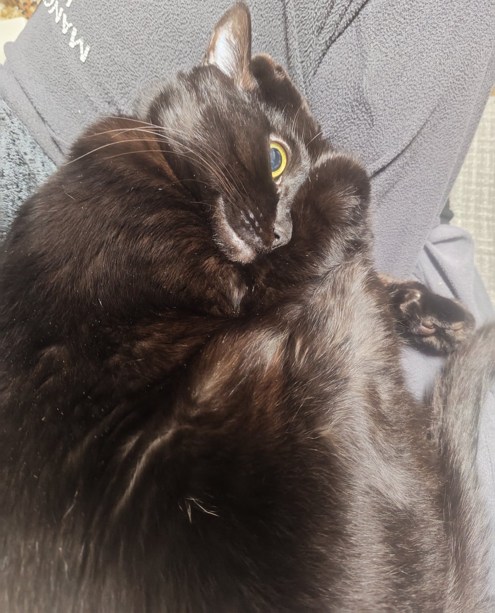おはようございます新年度です
膝の上でまったりするクロです🥰
 #猫のいる暮らし  #黒猫 https://t.co/ZlYZLGDhck