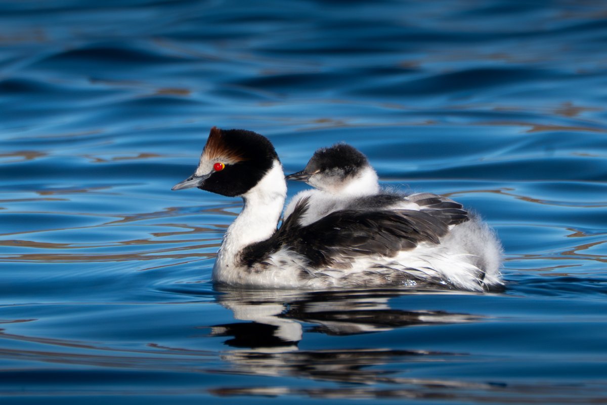 Hace 15 años un conservacionista español dijo "hay que transformar al Tobiano en el Oso Panda Argentino". Hoy es la especie bandera que protege todo el ecosistema de Patagonia. Ahora nos toca ayudarlo votando el proyecto que llegó a la final!! Difundan con RT!!
