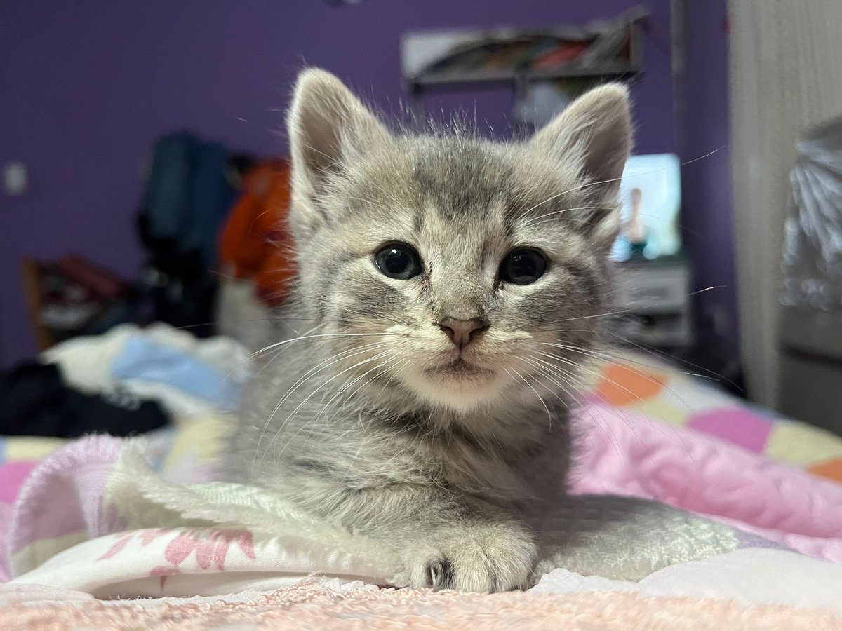 Upslol_'s tweet photo. Adjunto fotos de la creatura 🥺❤️
Si pueden aportar algo les dejo mi alias de mercado pago: davodiaz07
Y si no solo dale rt porfavor!!!
Btw se llama Rita la gatita 💞 https://t.co/twS9kt65HF