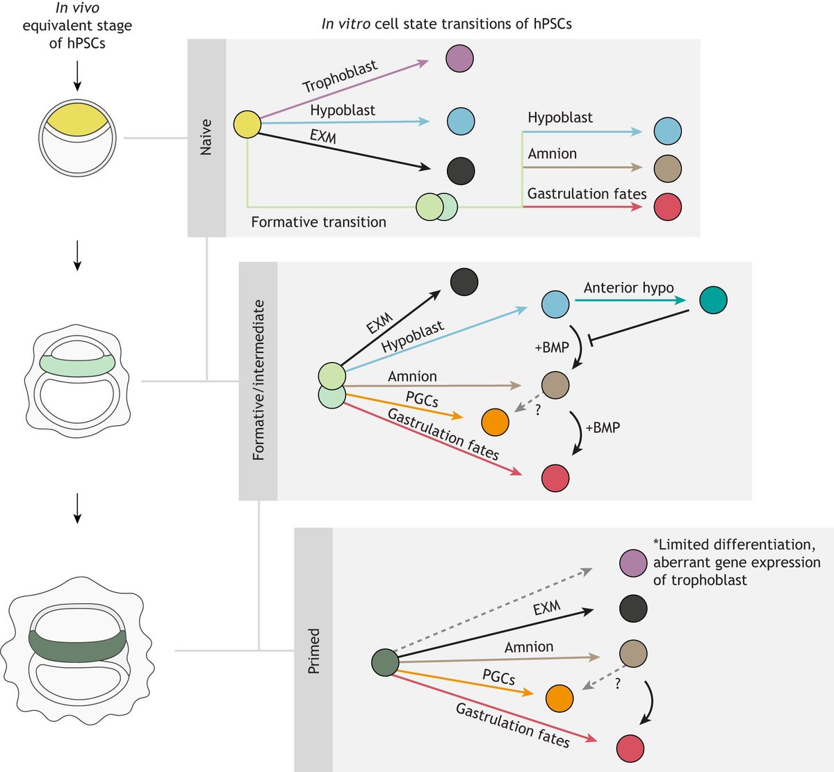 Development (@dev_journal) on Twitter photo In this Review, <a href="/BernaSozen_/">Berna Sozen</a> , Patrick Tam and <a href="/martinperaJAX/">Martin Pera</a> summarize how recent studies of embryo models have advanced our understanding of cell state transitions of the pluripotent human epiblast and highlights some key remaining questions:
doi.org/10.1242/dev.20… In this Review, <a href="/BernaSozen_/">Berna Sozen</a> , Patrick Tam and <a href="/martinperaJAX/">Martin Pera</a> summarize how recent studies of embryo models have advanced our understanding of cell state transitions of the pluripotent human epiblast and highlights some key remaining questions:
doi.org/10.1242/dev.20…