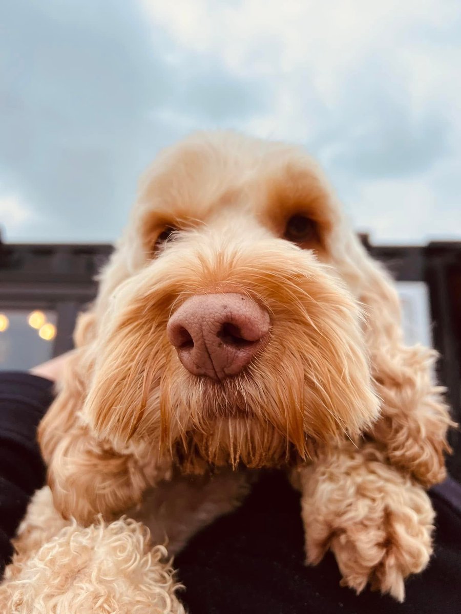 Oh Bud Boo xx #Cockerpoo