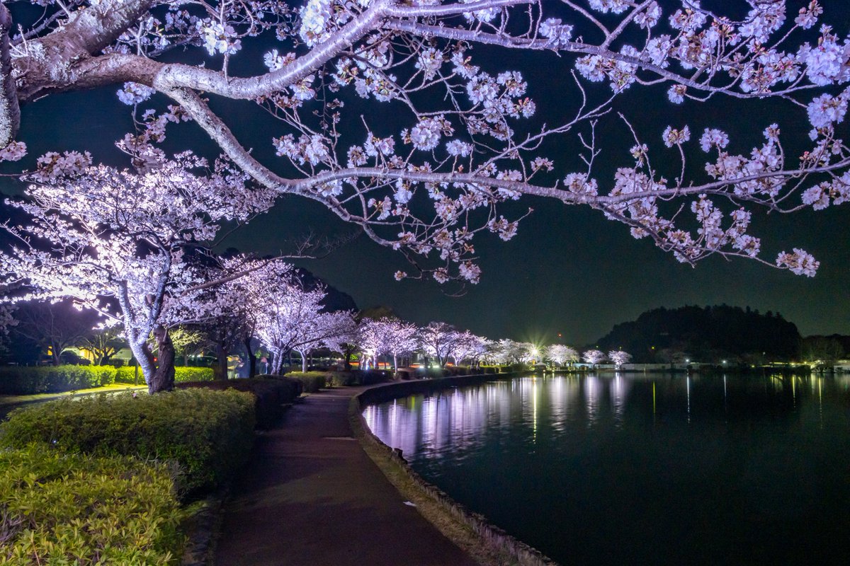 【千波湖畔桜のライトアップ🌸】
幻想的に照らされた夜桜とともに、湖畔の散歩をお楽しみください✨
※写真は4月7日撮影。
mitokoumon.com/festival/sakur…
#水戸の桜まつり #桜 #千波湖
