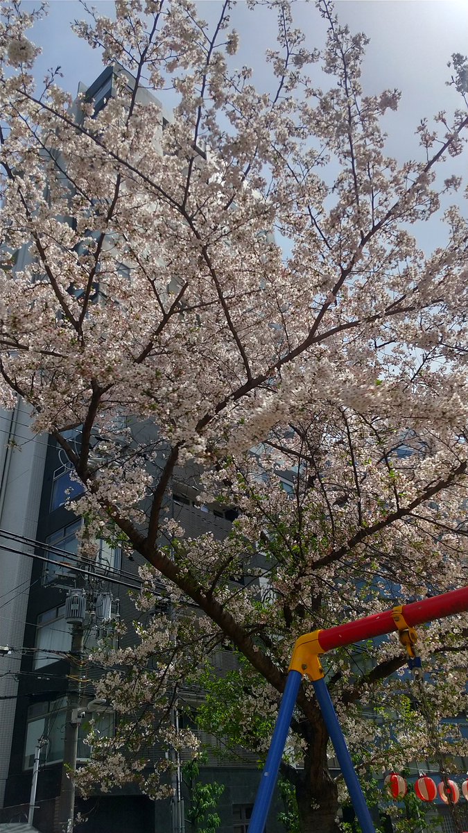 ses_kt52's tweet photo. Chat先生の回答にさらに質問したら「いい質問です！」とか「そうそう！めちゃくちゃ、その通りです👏」との返答
なんか褒められて微妙な今日この頃・・・・

そーいや桜も僕の気持ちもイロイロあって散ってきました https://t.co/9LYMOwhp34
