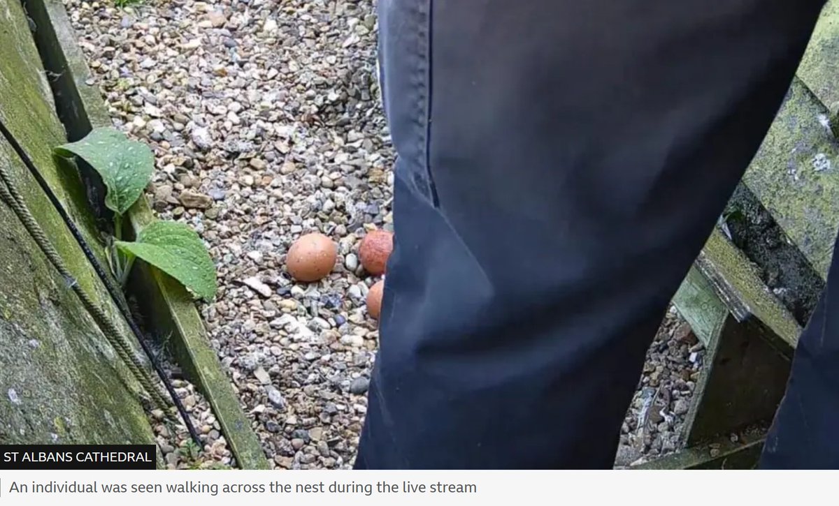 Peregrine eggs smashed at St Albans Cathedral as person seen walking over them on livestream camera.

WTAF? This is the last place you'd expect Peregrines to be targeted.

raptorpersecutionuk.org/2025/04/08/per…