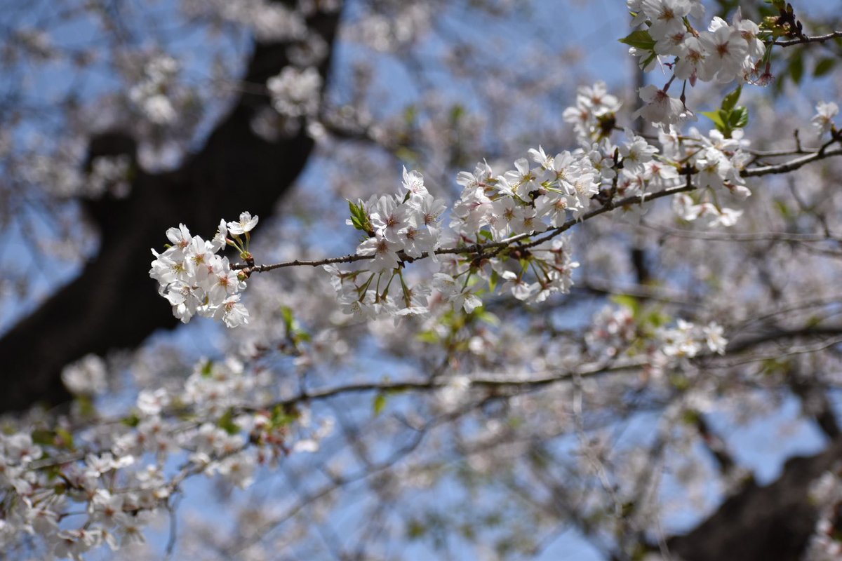 leeayako's tweet photo. いとこのミヤちゃんと
久しぶりの上野。
桜を見て韻松亭でランチを食べた後は上野動物園へ。
ハシビロコウにようやく会えました。 https://t.co/TIfJnfK48W