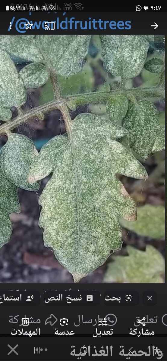 🦑العنكبوت الأحمر 🦑