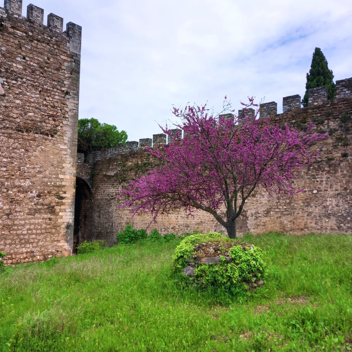 Between the rain and the sun, spring is blooming 📷📷📷📷📷📷
.
.
.
#jacarandas
#castle
#spring
#vilaviçosa
#alentejo
#portugal