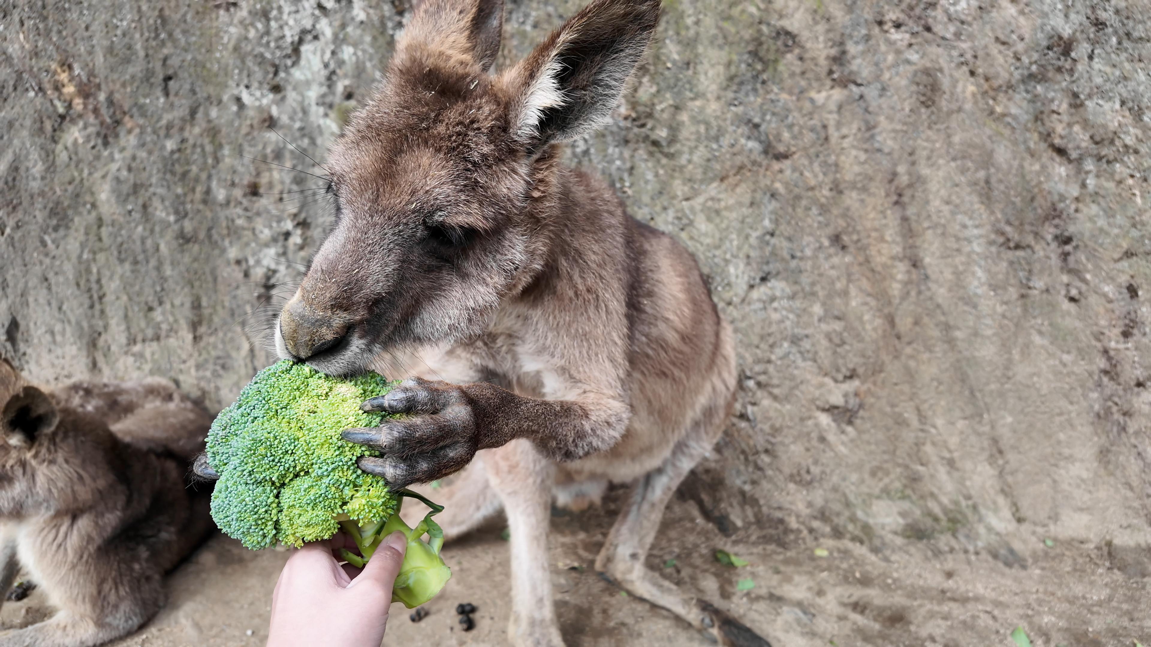 西濃運輸【公式】 on X: 