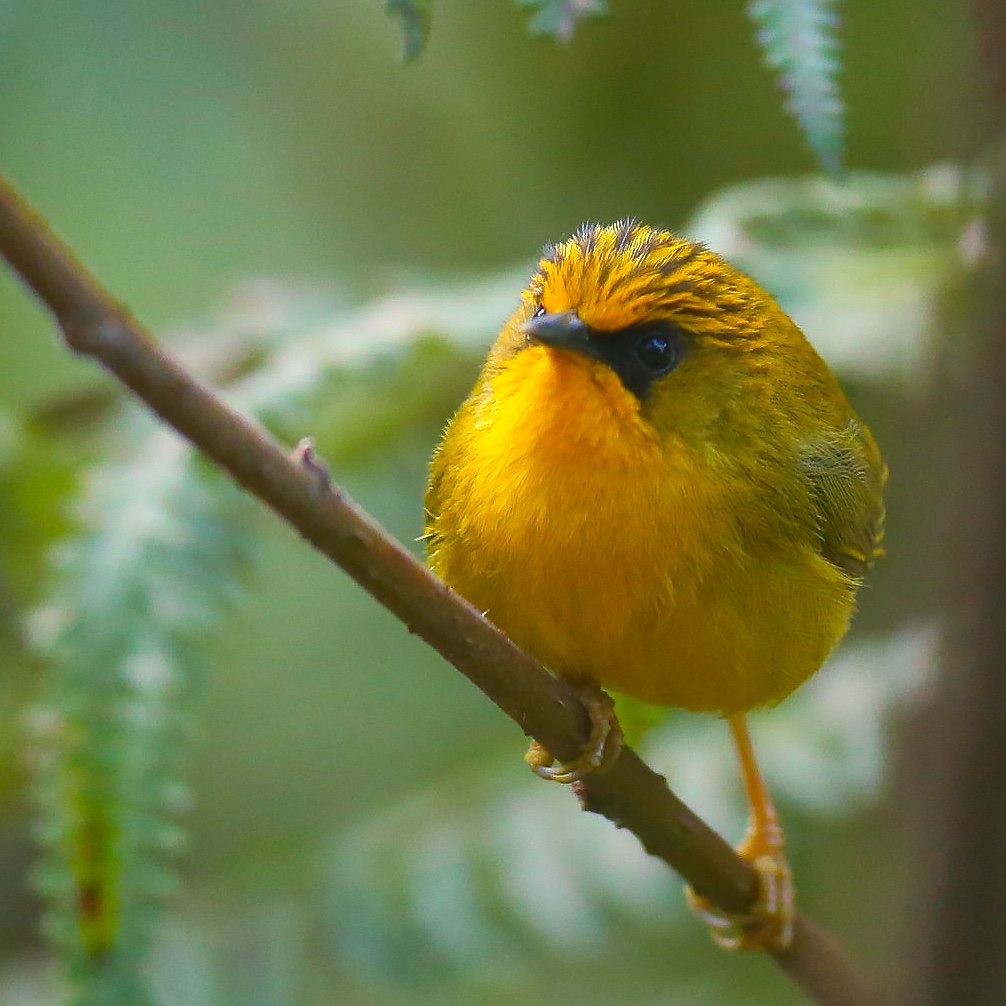 This must be the prettiest of all Babblers found in India.
Golden Babbler, a smallish babbler, at just 10 cm, was jumping around in the dense undergrowth, in Himalayan hills.
Took a break from feeding to come out and check the single ray of sun.
#IndiAves #BirdsSeenIn2025 #India