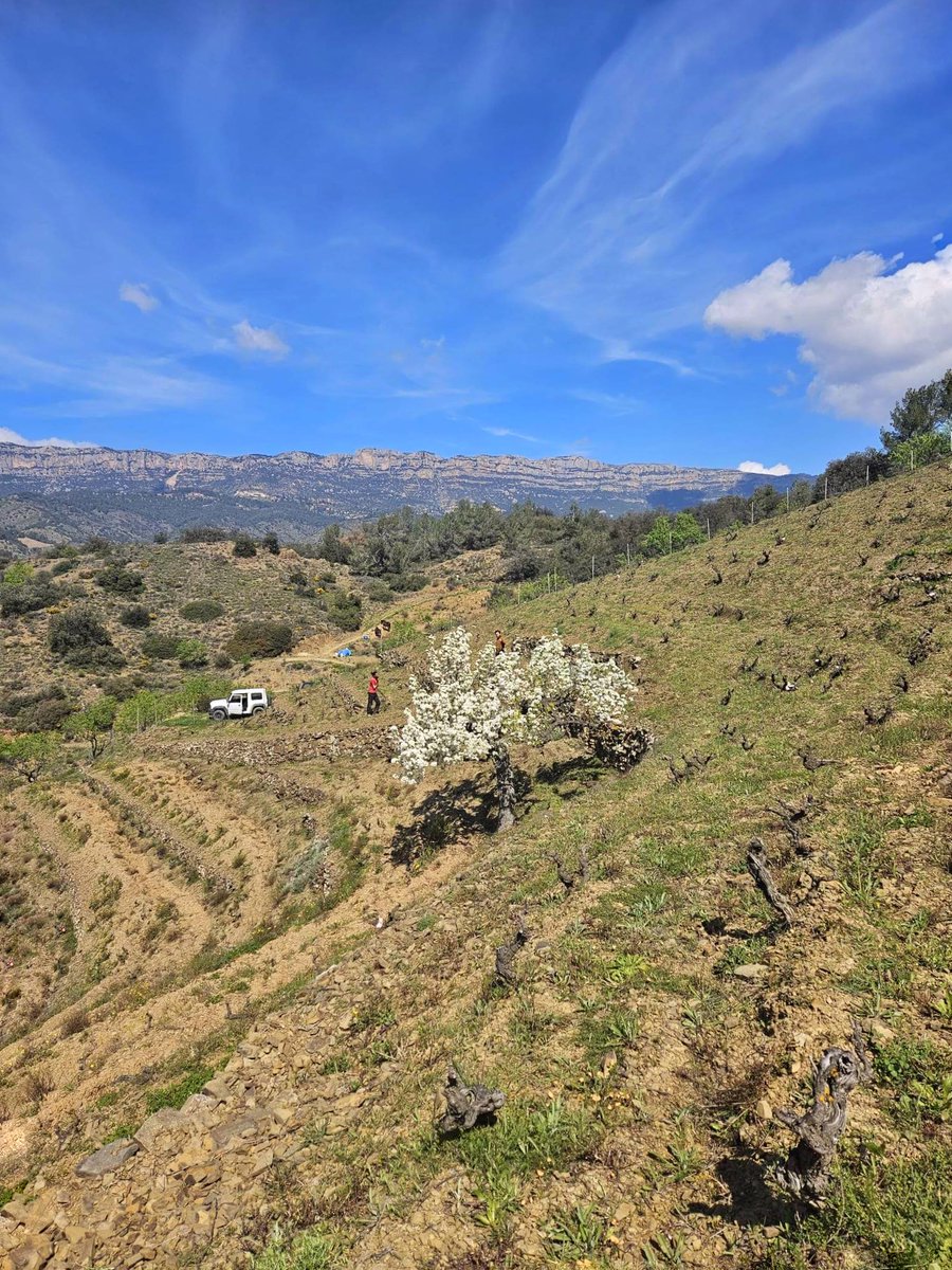 masdoix's tweet image. 🍃 Spring time in Tossal d’en Bou, after some few cold and rainy days

—

🍃 Primavera al Tossal d’en Bou, després d’alguns dies de fred i pluja

—

🍃 Primavera en Tossal d’en Bou, después de algunos días fríos y lluviosos

—

#MasDoix
#aWindowToMasDoix
#MasDoixWinery
#Priorat