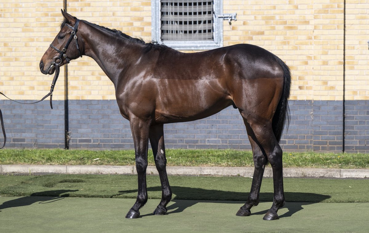 Lot 160 <a href="/Tattersalls1766/">Tattersalls</a> Craven <a href="/BrzUps/">Breeze Up Sales</a> Sale <a href="/RathbarryStud/">Rathbarry & Glenview</a> Kodi Bear colt, full brother to progressive Listed winner ROOM SERVICE 🎩 #royalascotwinners