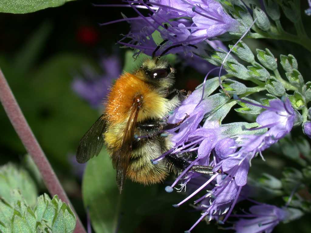 NEYEDC (@teamneyedc) on Twitter photo The UK PoMS (Pollinator Monitoring Scheme) <a href="/PoMScheme/">UK Pollinator Monitoring Scheme</a> started for this year on 1st April and will run until 30th September. If you'd like to take part, either in a 10-minute count or adopting a 1km square, you can find out more here: ukpoms.org.uk 🐝 The UK PoMS (Pollinator Monitoring Scheme) <a href="/PoMScheme/">UK Pollinator Monitoring Scheme</a> started for this year on 1st April and will run until 30th September. If you'd like to take part, either in a 10-minute count or adopting a 1km square, you can find out more here: ukpoms.org.uk 🐝