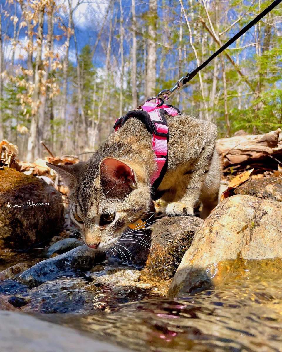 RabbitgooM's tweet photo. Exploring the great outdoors, one paw step at a time! 🌲🐾
#rabbitgoo #RGcommunity #Cat #Catlife https://t.co/tBfb5YSNhf