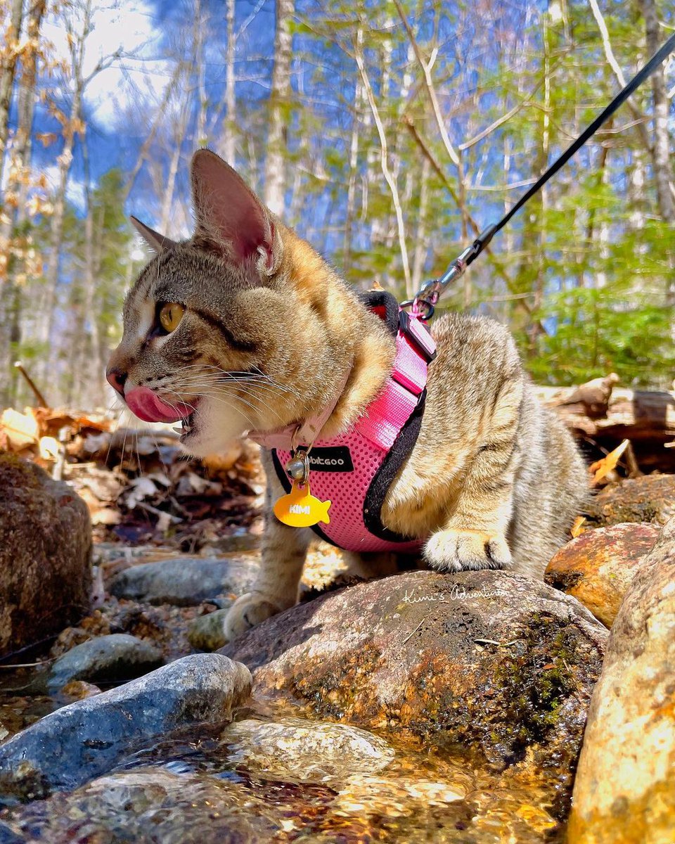 RabbitgooM's tweet photo. Exploring the great outdoors, one paw step at a time! 🌲🐾
#rabbitgoo #RGcommunity #Cat #Catlife https://t.co/tBfb5YSNhf