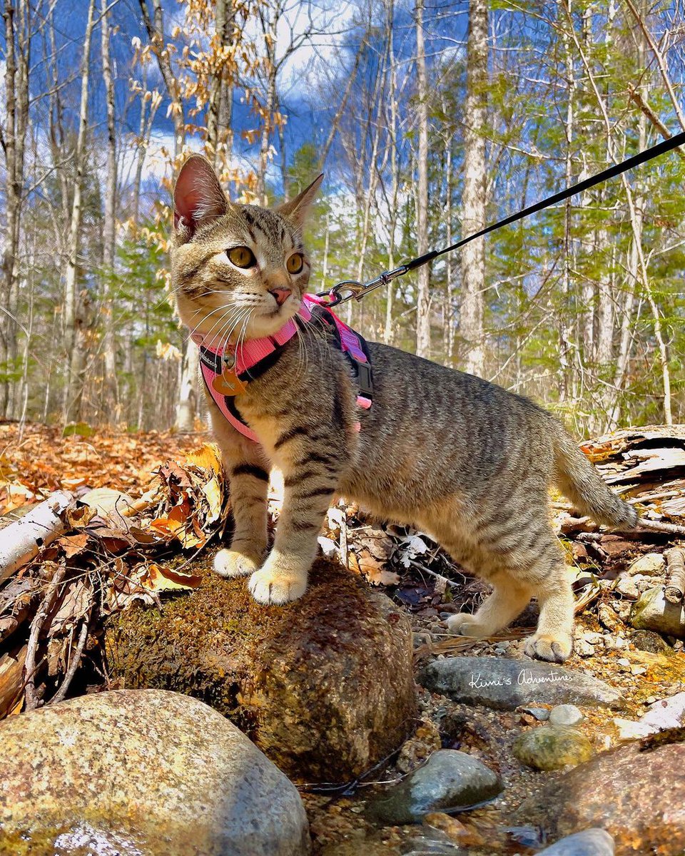 RabbitgooM's tweet photo. Exploring the great outdoors, one paw step at a time! 🌲🐾
#rabbitgoo #RGcommunity #Cat #Catlife https://t.co/tBfb5YSNhf