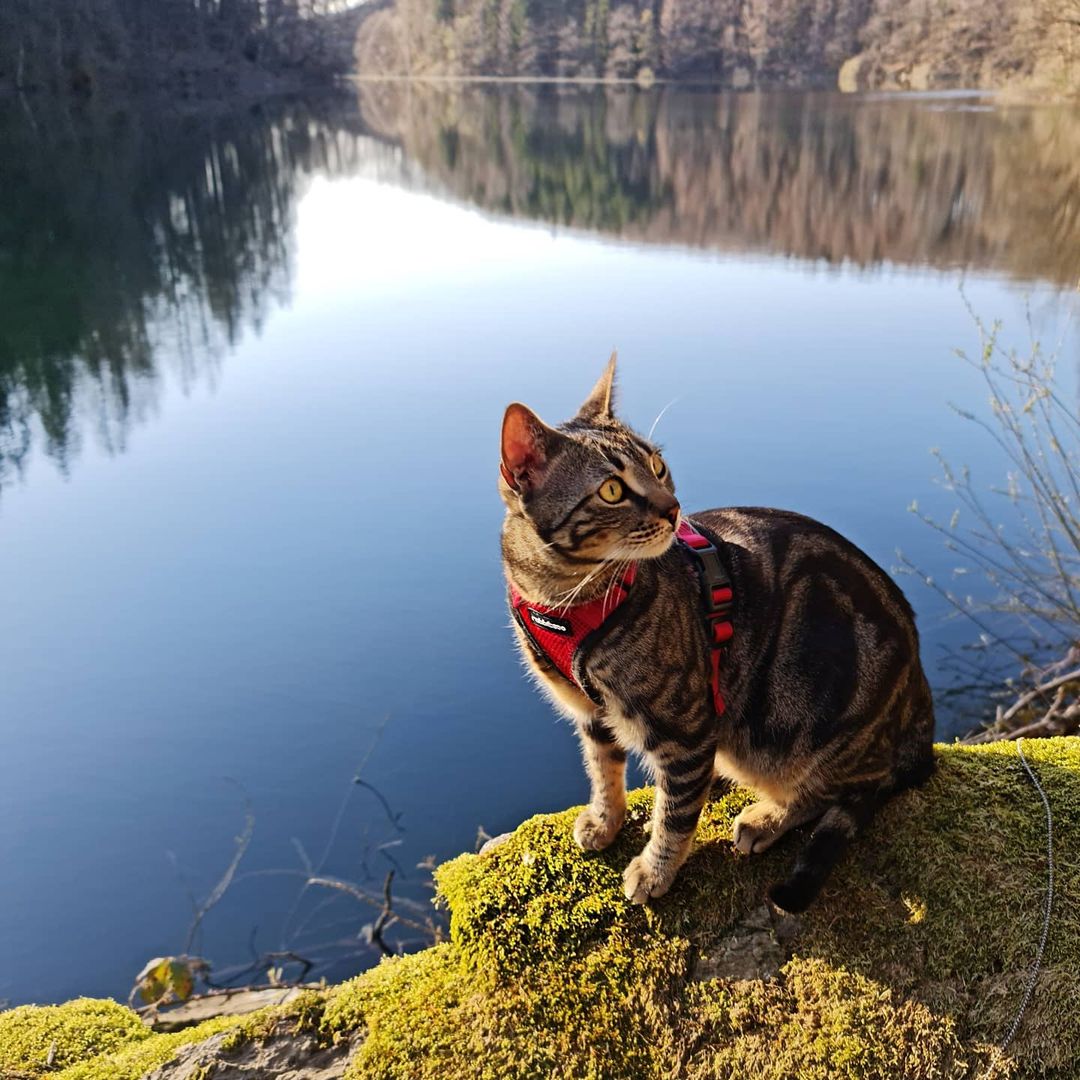 RabbitgooM's tweet photo. Exploring the great outdoors, one paw step at a time! 🌲🐾
#rabbitgoo #RGcommunity #Cat #Catlife https://t.co/tBfb5YSNhf