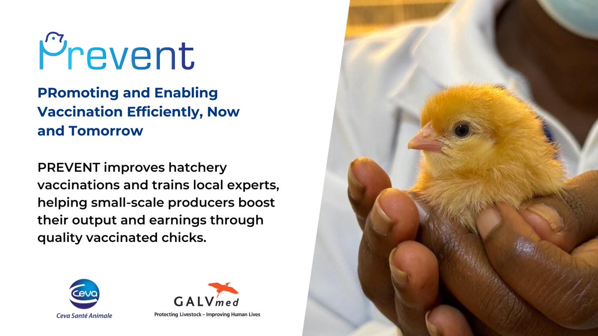 🐥 For four years, #PREVENT has transformed #poultry farming in #Africa through hatchery vaccination, boosting productivity, #foodsecurity &amp; livelihoods.

As the initiative wraps up soon, we’re celebrating its impact. Stay tuned! 🎉 
🔗 ow.ly/h4bx50VuGse <a href="/CevaSanteAnimal/">Ceva Sante Animale</a>