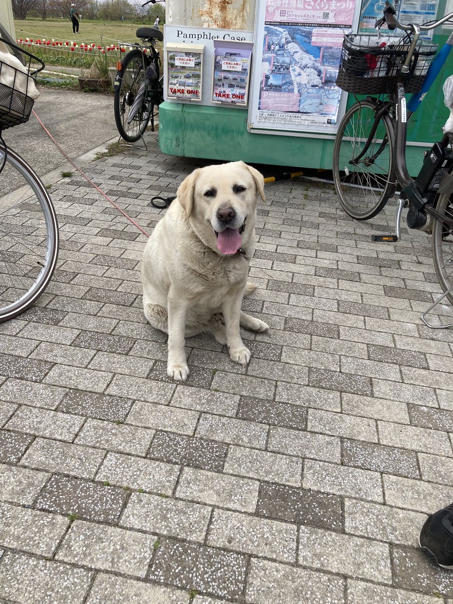 大阪府寝屋川市の太間公園で今朝うろついている所を公園の管理員さんに保護されたラブラドールレトリバー。警察に届けるとすぐ保健所に連れて行かれるからと一時的に預かっていて、今晩は心ある方が迎えに来て預かり、明日朝また公園に連れて来てくれるそうです。飼い主さんが早く見つかります様に。