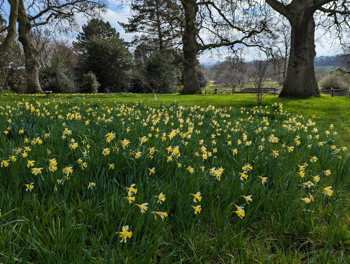 #Daffodils symbolise rebirth, resurrection, renewal, new beginnings. In #Greek #myth Persephone was snatched into the Underworld by Hades while picking the #flowers. Also, daffadown &amp; Lent lily, jonquil, goose leek, narcissus &amp; #Easter rose #FairyTaleTuesday