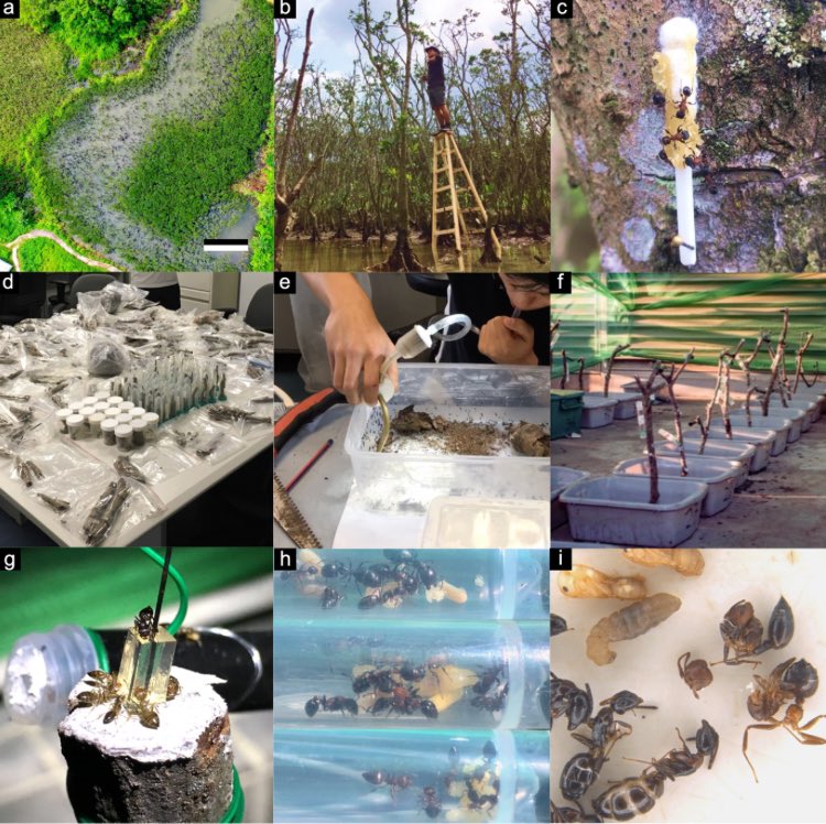 Mark Wong (@markklwong) on Twitter photo New preprint:
Functional traits drive the competitive assembly of mangrove ant communities and influence colony performance in competition mesocosms
ecoevorxiv.org/repository/vie…
A fun study in a unique ecosystem that never made it to my DPhil thesis but is finally(!) written up New preprint:
Functional traits drive the competitive assembly of mangrove ant communities and influence colony performance in competition mesocosms
ecoevorxiv.org/repository/vie…
A fun study in a unique ecosystem that never made it to my DPhil thesis but is finally(!) written up