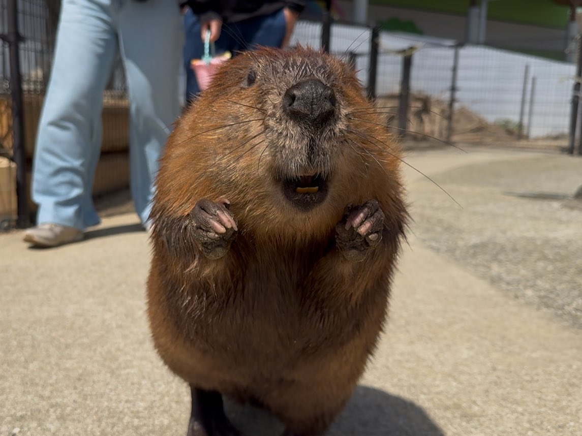 bibami(ビバ美) tweet media