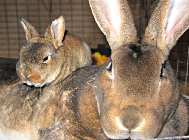 LeandreBaka2's tweet photo. Rabbit Ears Do More Than Hear.
Did you know rabbit ears help regulate body temperature?
🔹 They release heat in hot weather
🔹 They act as natural “air conditioners”
Keeping rabbits cool = better growth &amp; breeding.
#RabbitFacts #SmartFarming #AgriHopperScience https://t.co/DCpJ5ffiVN