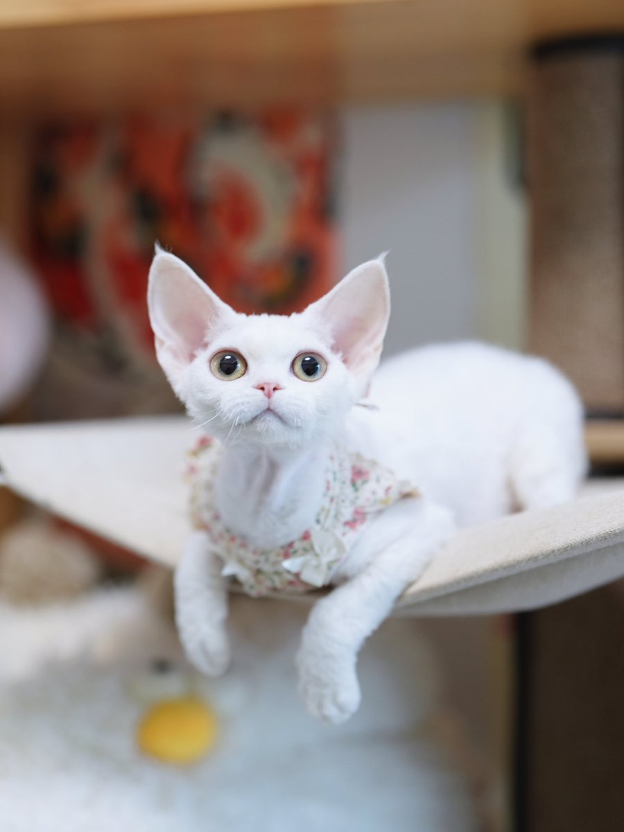 ZouZhou1112's tweet image. My beautiful and cute devonrex kitten 🐱
White girl with colorful hat😘
Love her so much❤️
#DRX #devonrex #devonrexcat #devonrexcattery #gulooodevonrex