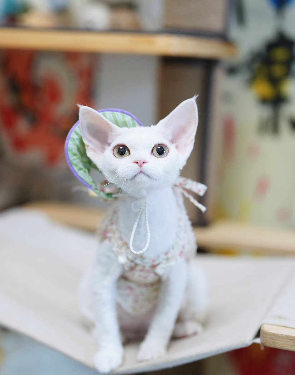 ZouZhou1112's tweet image. My beautiful and cute devonrex kitten 🐱
White girl with colorful hat😘
Love her so much❤️
#DRX #devonrex #devonrexcat #devonrexcattery #gulooodevonrex