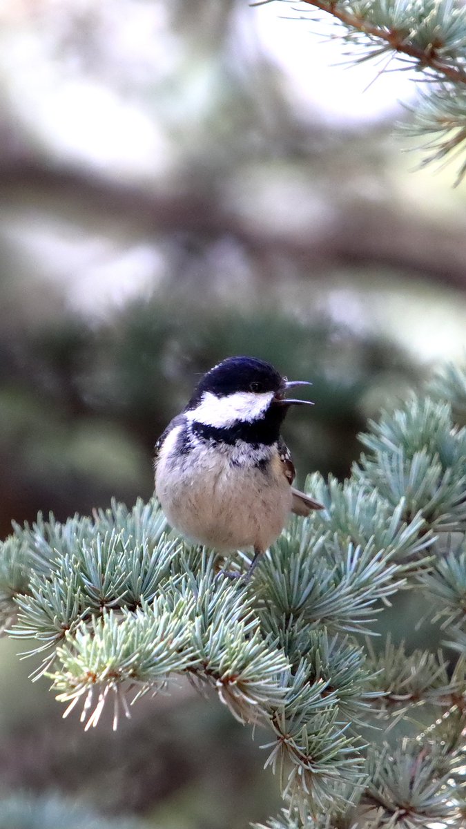 Çam Baştankara
#hangitür #wildlife #trakuş #wildlifephotography #canonphotography