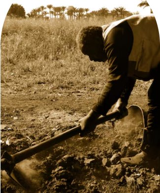 𝐒𝐨𝐢𝐥 𝐢𝐬 𝐝𝐲𝐢𝐧𝐠—𝐚𝐧𝐝 𝐟𝐚𝐫𝐦𝐞𝐫𝐬 𝐚𝐫𝐞 𝐩𝐚𝐲𝐢𝐧𝐠 𝐭𝐡𝐞 𝐩𝐫𝐢𝐜𝐞
🌱 $400B lost yearly due to degraded soil.
🚨 Lower yields, more fertilizer, rising drought risk.

At SunSow Agro, we champion regenerative soil health as a smart investment in agri-futures. 🌾