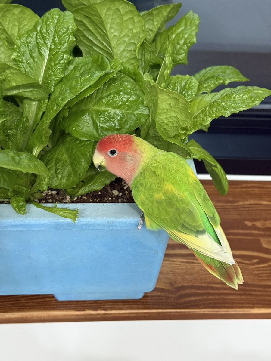 상추랑 똑같이 생겨서 첨에 애 여기있는 줄 모르고 한참 찾았다🫤
야아ㅏ 근데 그거 아빠가 열심히 키우고 있는 상추야 괴롭히지마....