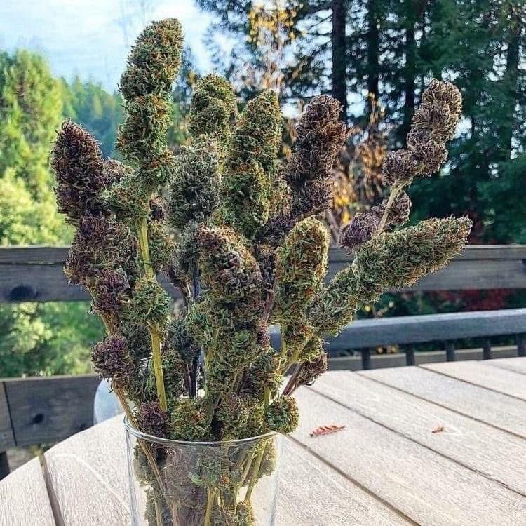 CannabisCulture's tweet image. 🪻 Bouquet of fresh flowers 💐