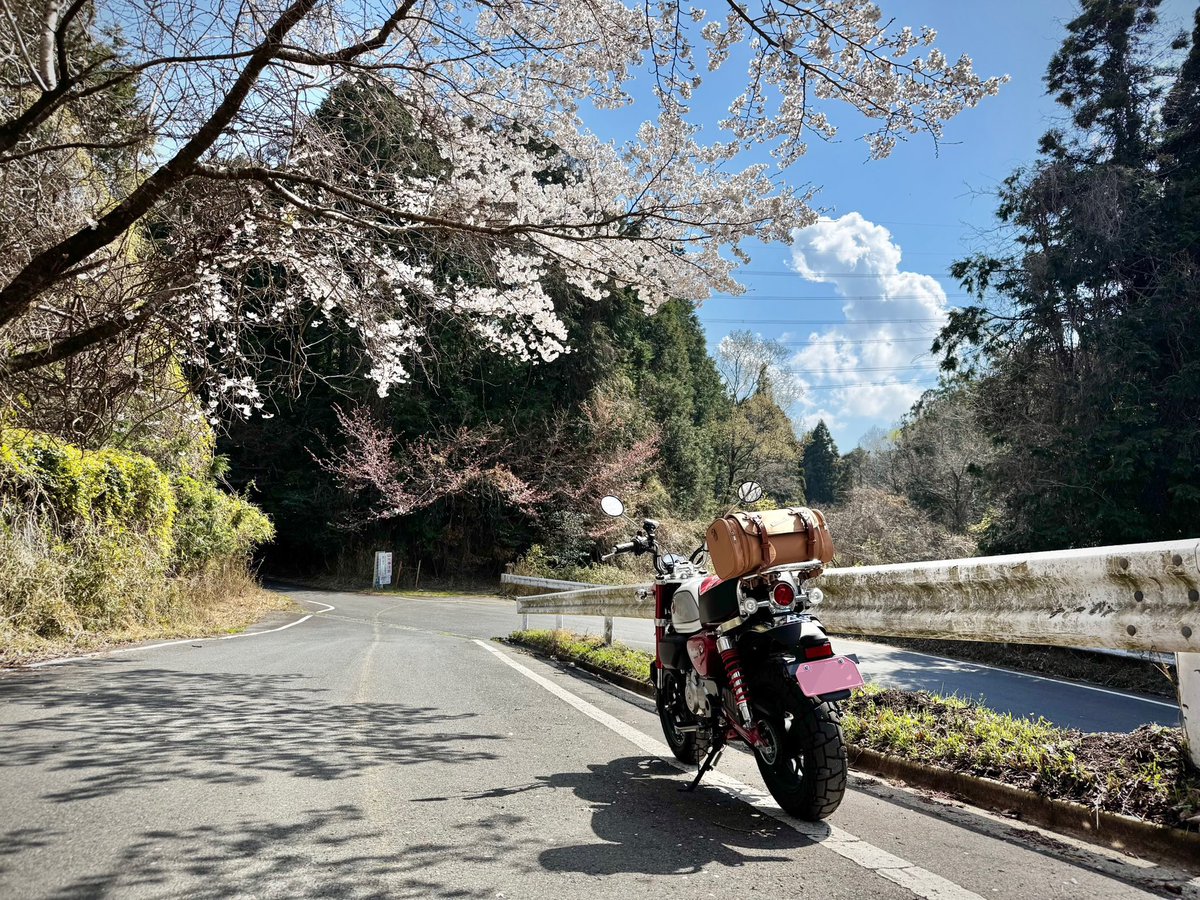 veachu's tweet photo. 京都府井手町にある万灯呂山の頂上に向かう道は桜が綺麗でしたよ https://t.co/dhRdc32yPI