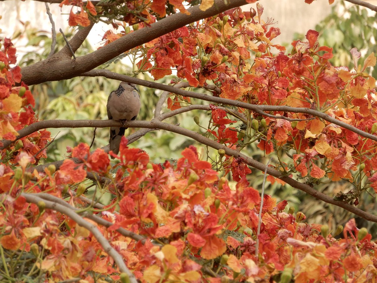 nisharai_ggc's tweet photo. #Sunshine State of Mind !
#NatureTuesday
#TitliTuesday @Bhrigzz
🦋 hovering on Sita Ashok flowering tree 🌳
Gulmohar #Trees 🌳 has also started blooming
#birds enjoying the shade amidst summer heat during day time
#IndiAves
@ParveenKaswan https://t.co/nu4zCQk4vL
