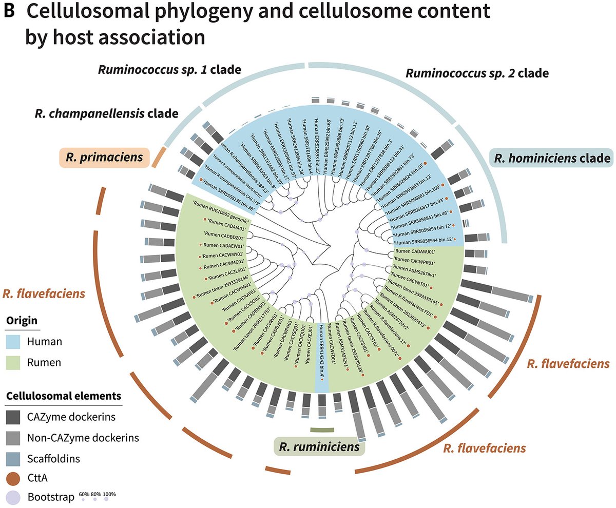 Previously undescribed human gut bacteria that aid in the digestion of plant cellulose are scarce in urban societies but abundant in ancient and hunter-gatherer microbiomes, according to a 2024 Science study. scim.ag/3DODE1D #ScienceMagArchives