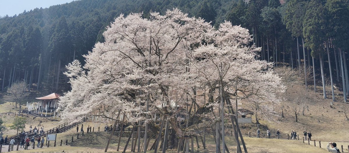 岐阜県本巣市の根尾谷淡墨桜
樹齢1500年