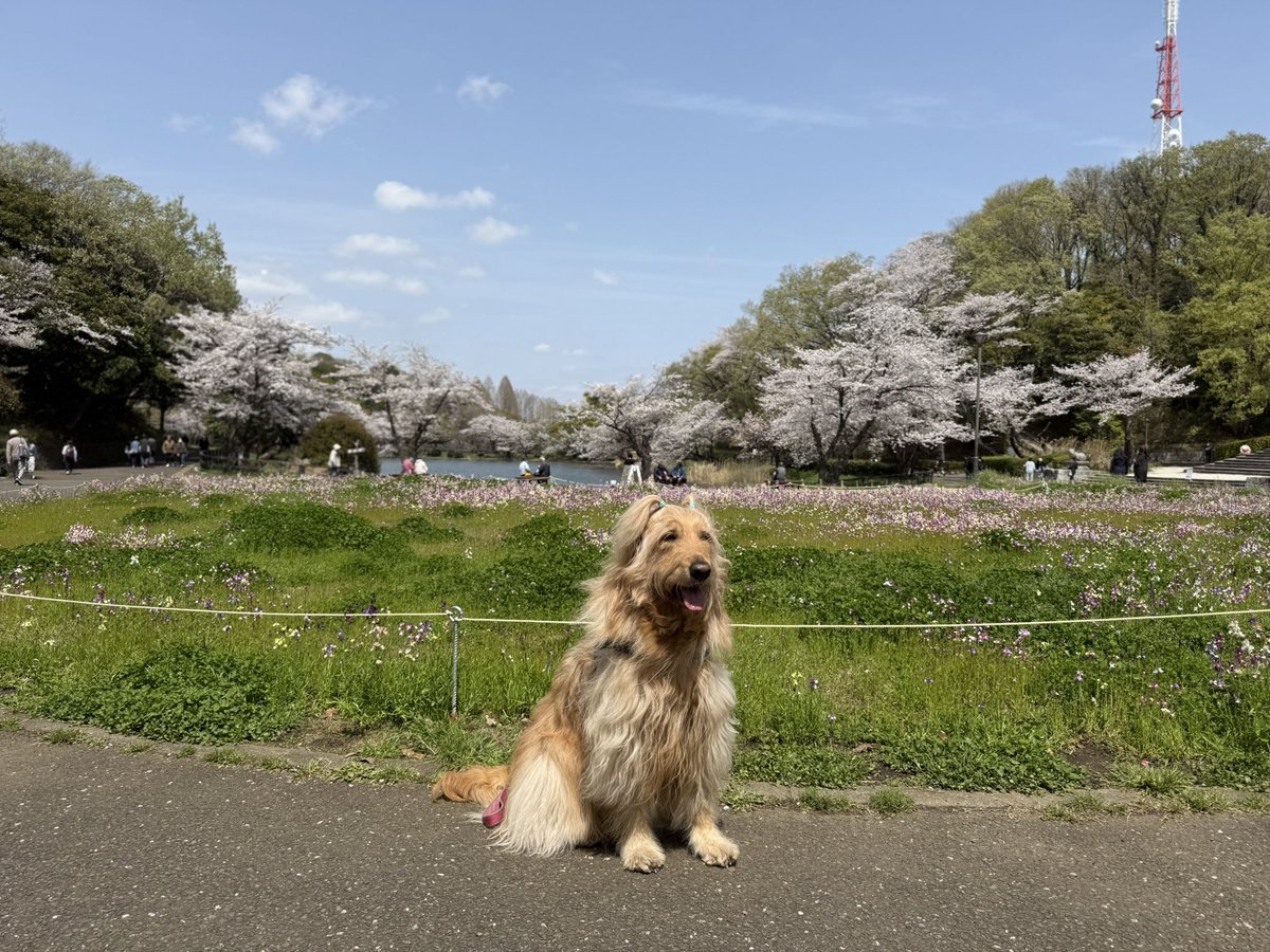 yokohama_A151's tweet image. 三ツ池散歩🚶‍♀️
＃大型犬のいる生活