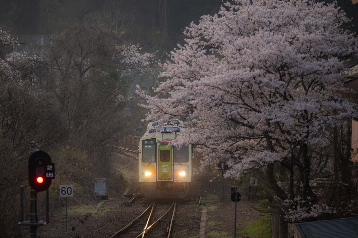 v0_0v______mk's tweet photo. 今年も行ってきました
桜咲く、笠置駅
#京都
#笠置町
#笠置駅
#桜
#JR関西本線
#kyoto
#kasagi
#sakura https://t.co/Tq2eyC55qq