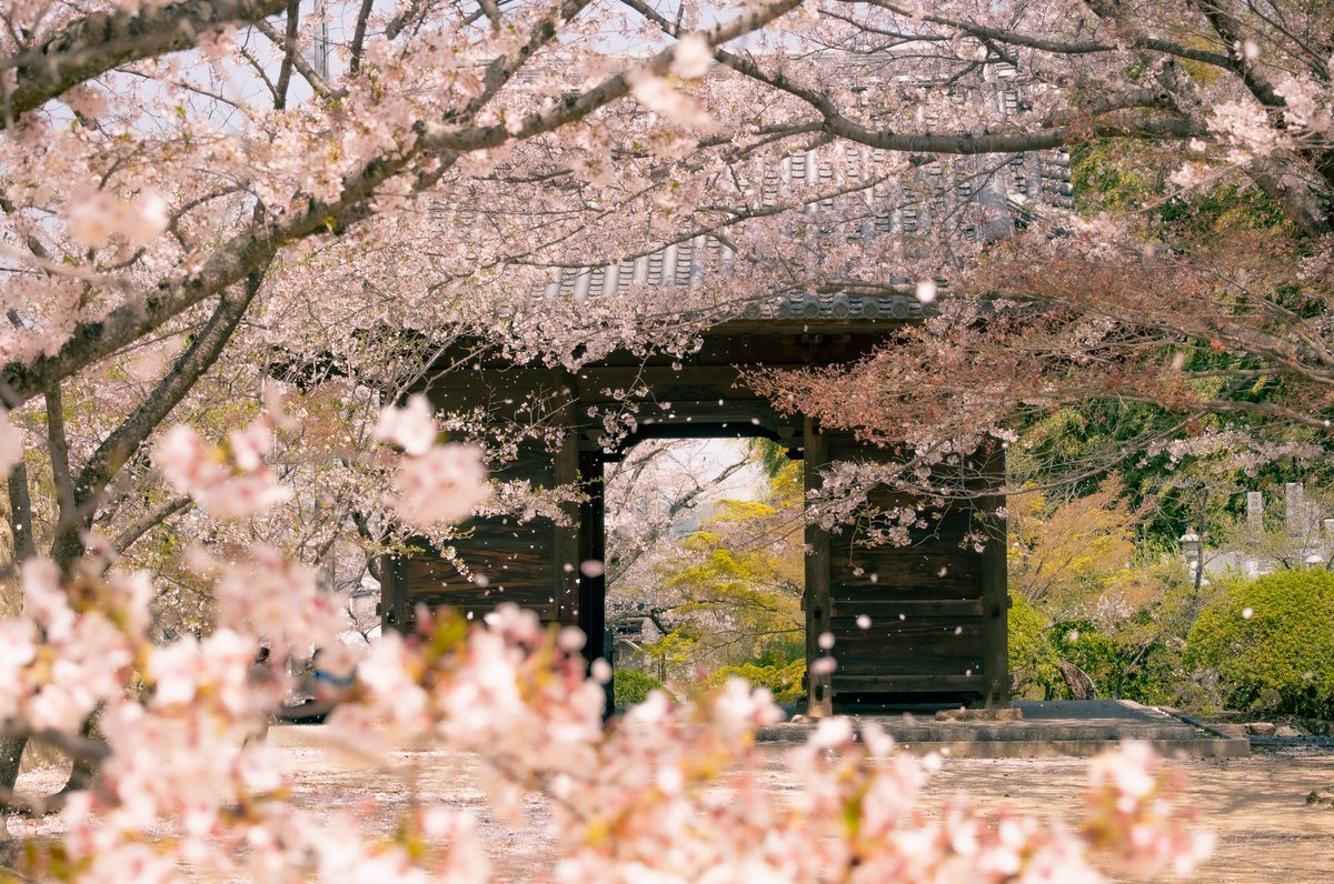 OkrnMt10's tweet photo. 🌸 https://t.co/Y4b3IoIACY