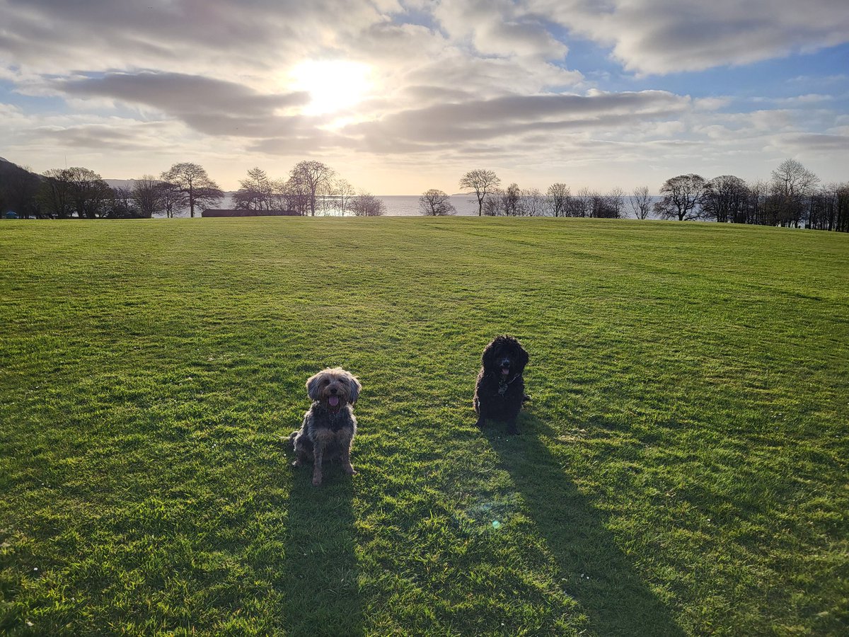 Posing with me bruvver on a wee day trip ❤️
#DoubleTrouble
#TongueOutTuesday
#dogs
#dogsOfX