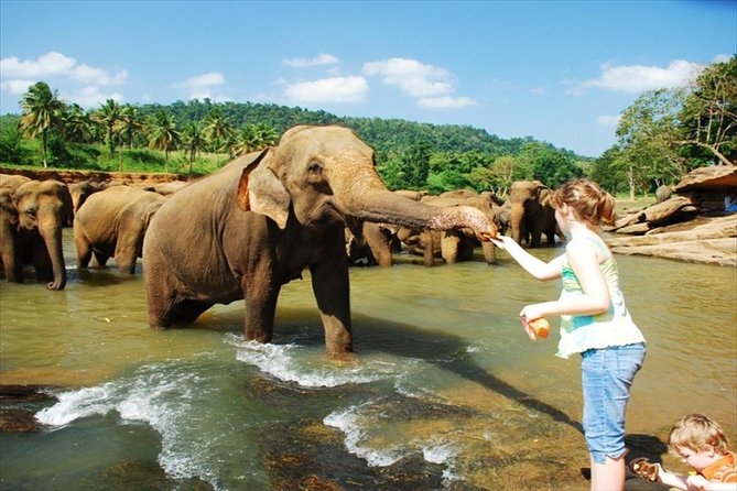 Changyo_Lanka's tweet photo. Experience the magic of Pinnawala Elephant Orphanage, where rescued giants roam freely, offering a heartwarming encounter with nature’s gentle giants.🇱🇰

contact us for more details.📲
#SriLanka #Travel2025 #Tourism2025 #Ramayana #Hindu #India #LordRama #Ravana #Trump #Modi #IPL https://t.co/LJEqYEqsi2