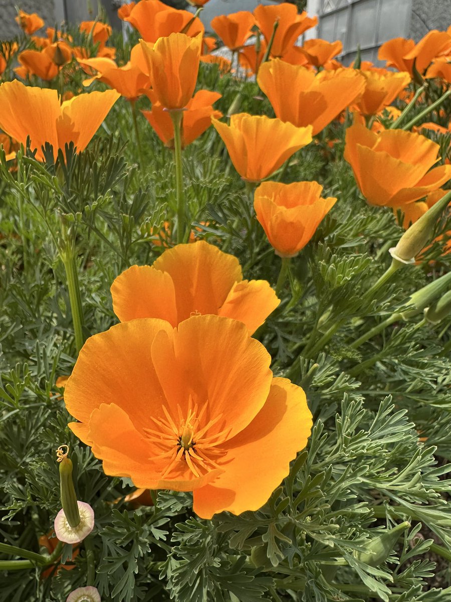 Dechen Wangmo tweet media