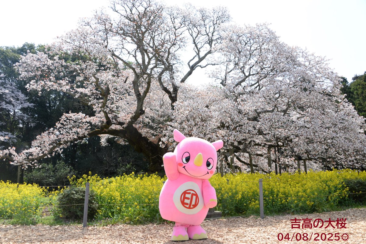 今日はいいお天気だね🌞
吉高の大桜を見に行ったら
とてもきれいに咲いていたよ、少し散りかけている花もあったからお友達のみんなも早めに見にいってくだサイ