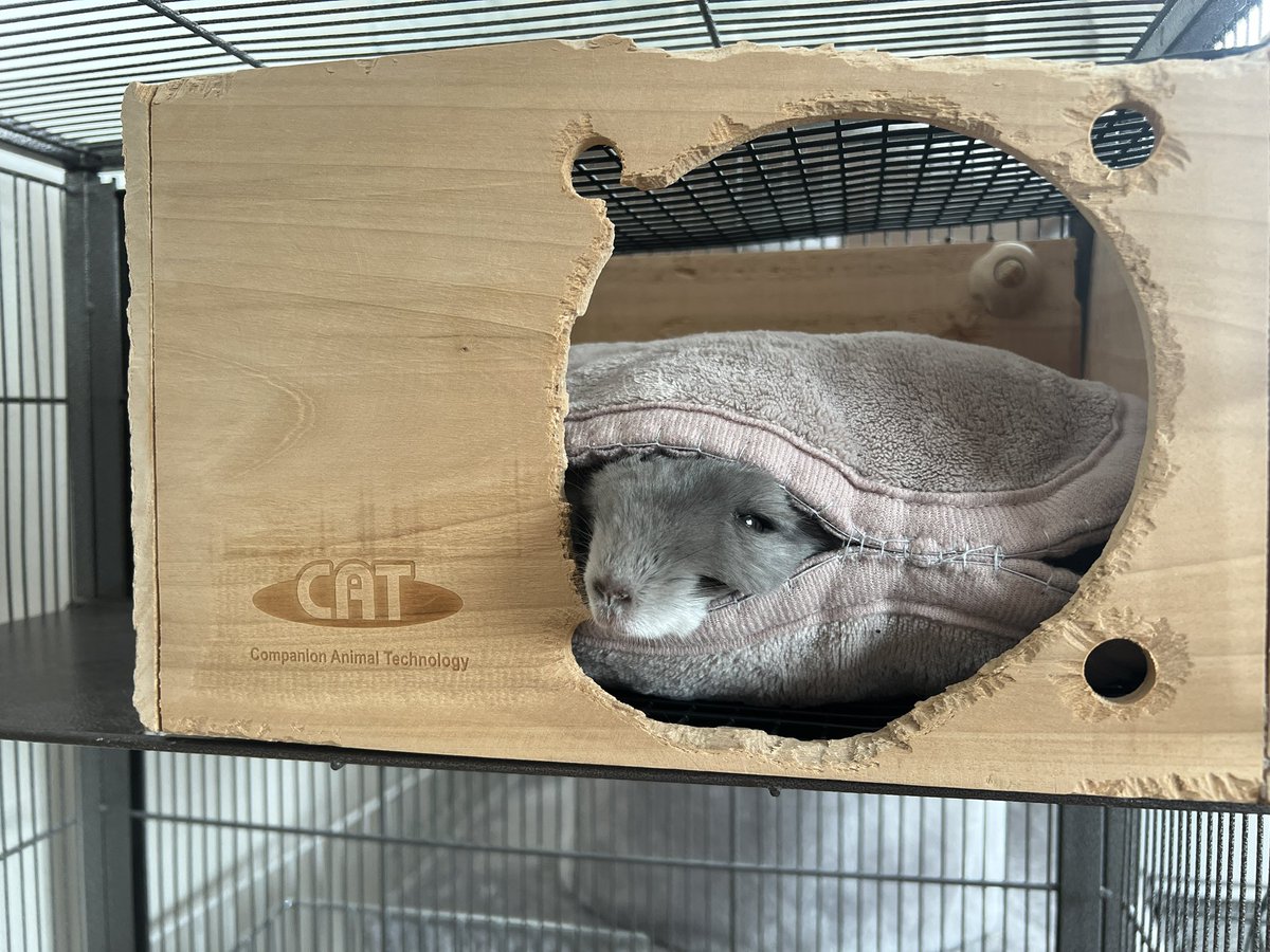 chinchillamar10's tweet photo. 覗き見
眠そうね(  ¯꒳​¯ )ᐝ
 #チンチラ  #chinchilla https://t.co/TECAy0qpFn