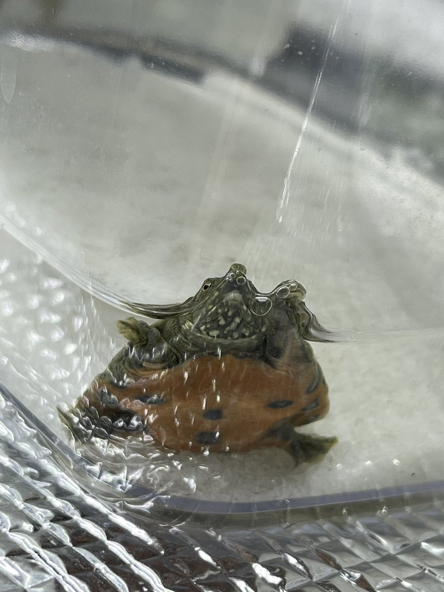 スッポン先輩🐢
ブタ鼻でかわいいー♡

#スッポン
#両生類
#カメ
#両生類好き