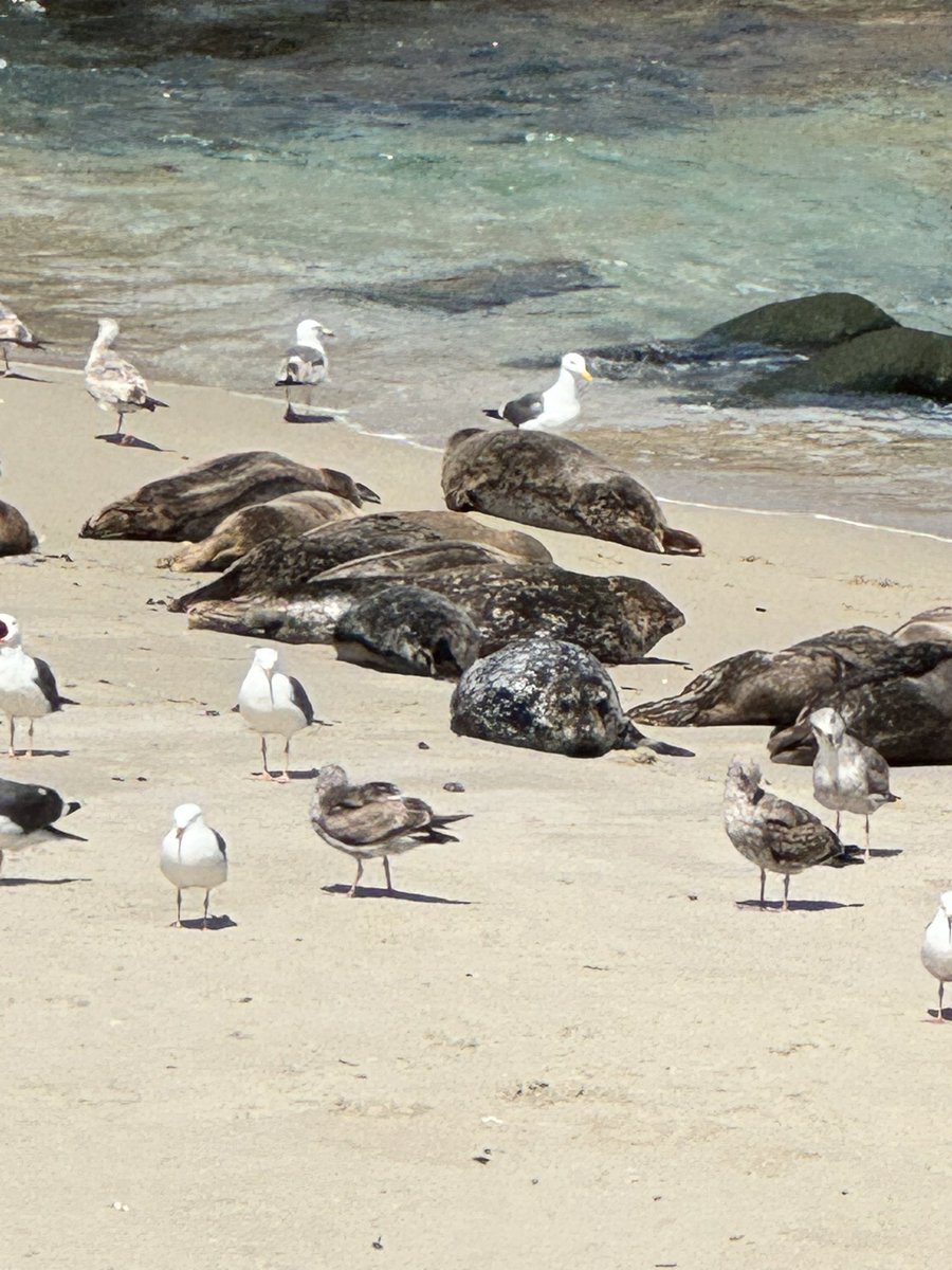 rlbelow's tweet image. I want their life 🦭