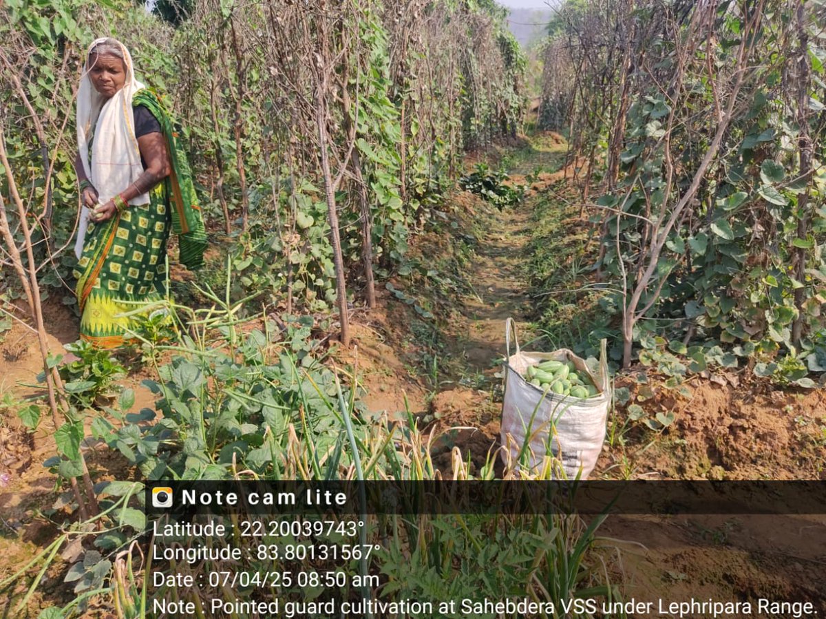 DfoSundargarh's tweet image. Various Livelihood activities initiated through Odisha Forestry Sector Development Program (OFSDP-II) by Sundargarh forest division staff.
Predominantly tribal forest fringe areas are targeted. They are getting a viable and year long income, apart from their agriculture .
#OFSDP