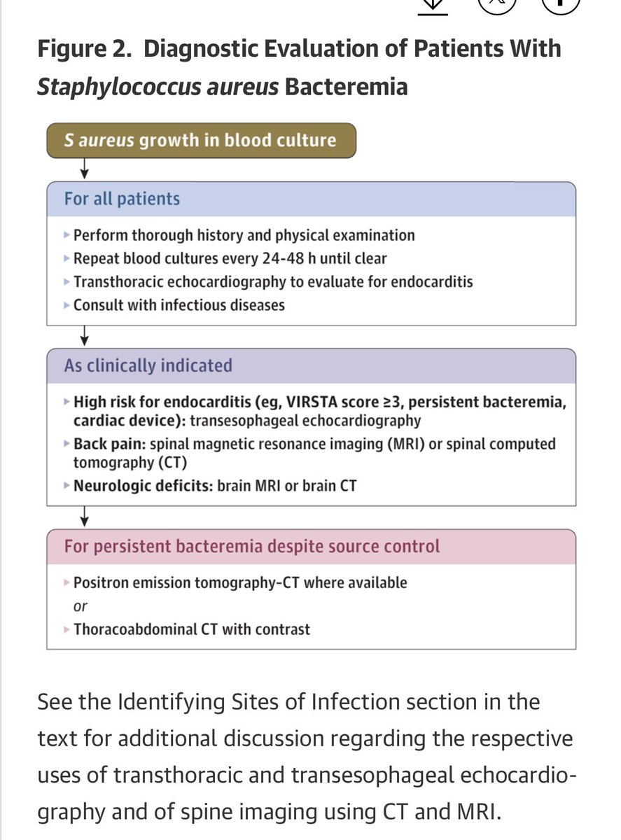 infeccHRUmalaga's tweet photo. Revisión📚🙇🏻‍♀️@JAMA_current MANEJO BACTERIEMIA #Saureus🩸🍇 
🔸Evasión sistema inmune🏃‍♀️
🔸Manejo diagnóstico (bacteriemia complicada, no complicada y persistente)🫀🫁
🔸Escala VIRSTA para ETE si/no💋
🔸Tto. en #MS y #MR (oral o IV💊💉y combinaciones🍸)
🔗🆓https://t.co/tpcWouh6dr https://t.co/zPn4BimgCM