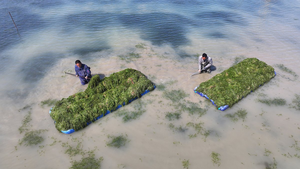 CGTNGlobalBiz's tweet image. 🍃Spring farming is kicking into high gear across China. New crop varieties, smart technology and a new generation of farmers are transforming the country's fields. With modern equipment and fresh ideas, agriculture is getting a high-tech makeover.
#ChinaVibes #SpringVibe