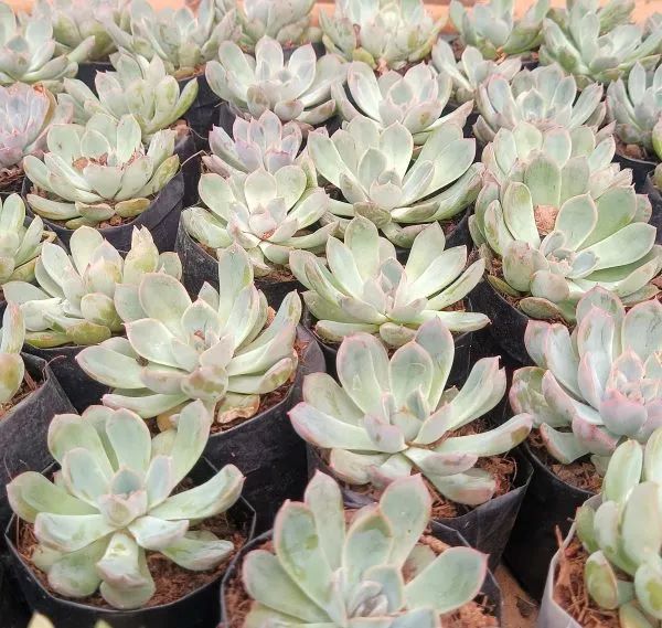 frekenterprises's tweet photo. Meet the stunning Echeveria 'Orient' – a rosette-shaped succulent that brings a touch of elegance to any space!
Explore more with #Frek and #FrekEnterprises 
#SucculentLove #Echeveria #IndoorPlants #PlantTherapy #PlantAddict #SucculentCollection https://t.co/wObyGbCb3c